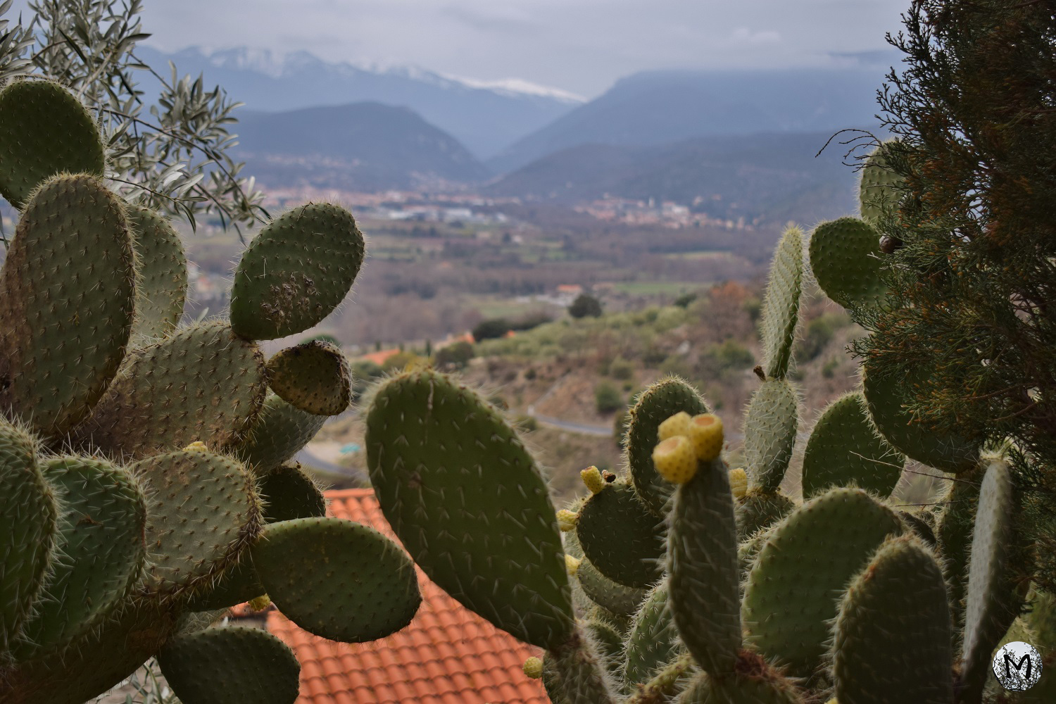 Photo de cactus dans le paysage d'Eus