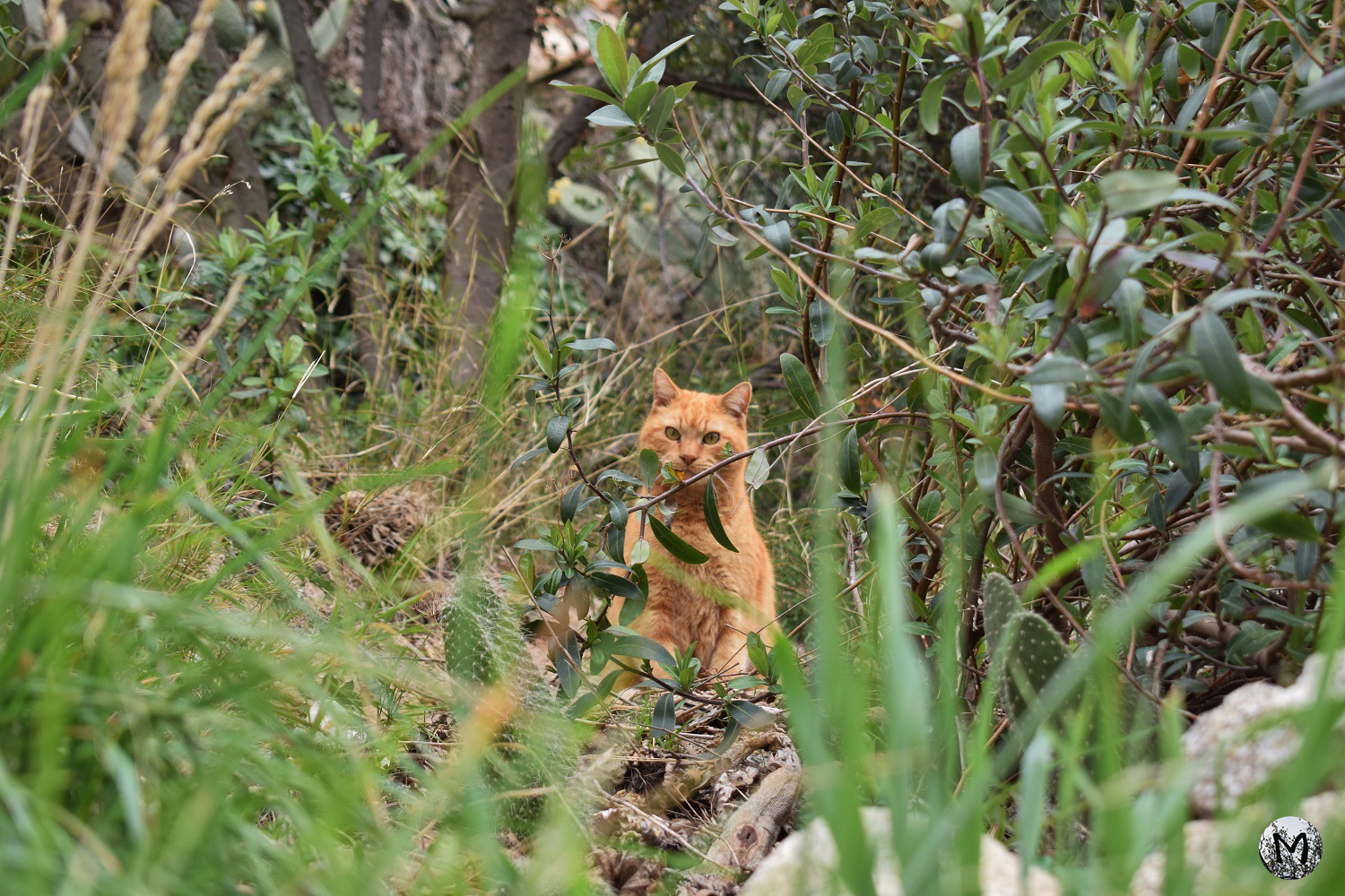 Photo d'un chat roux dans la végétation d'Eus