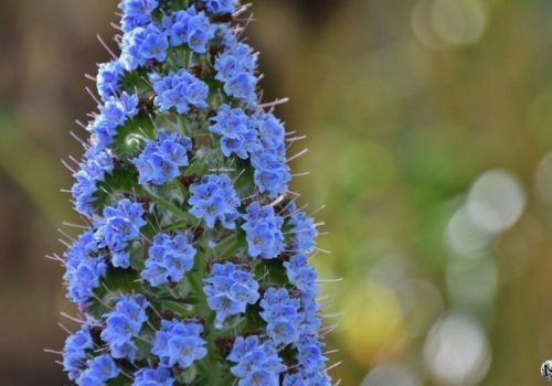 Zoom sur de la Vipérine au zoo de Barcelone, une plante avec des petites fleurs bleues.