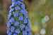 Zoom sur de la Vipérine au zoo de Barcelone, une plante avec des petites fleurs bleues.