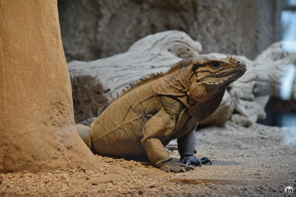Un reptile dans le zoo de Barcelone