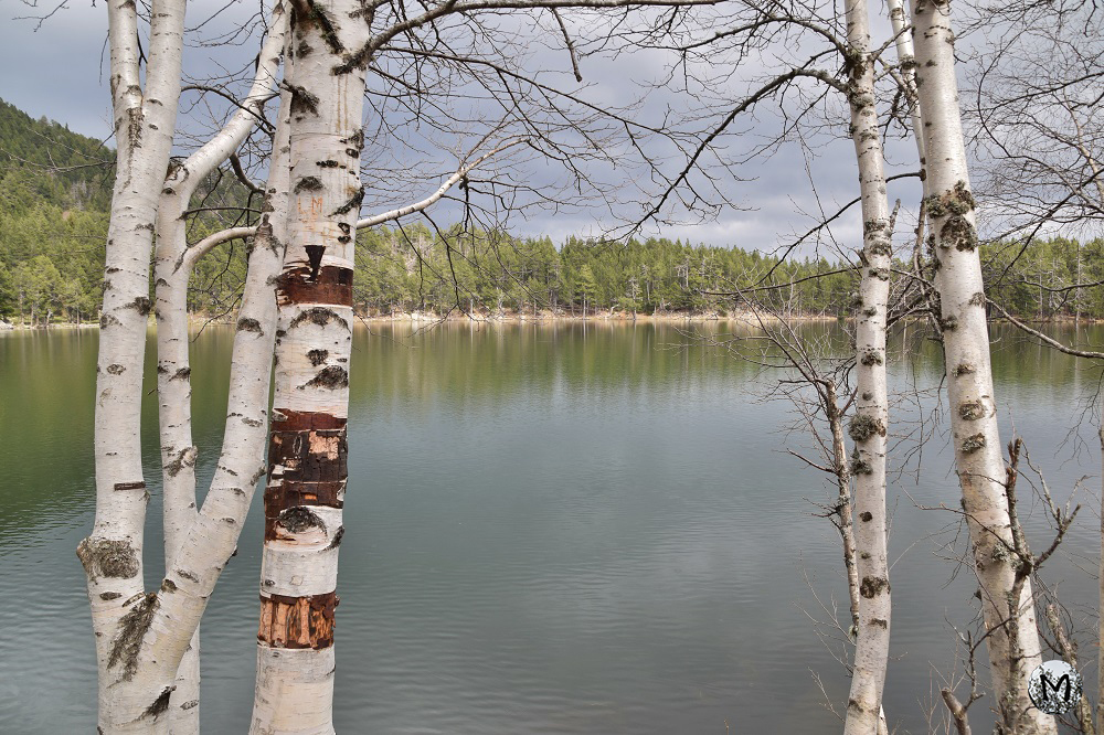 Des bouleaux autour du Lac de Balcère