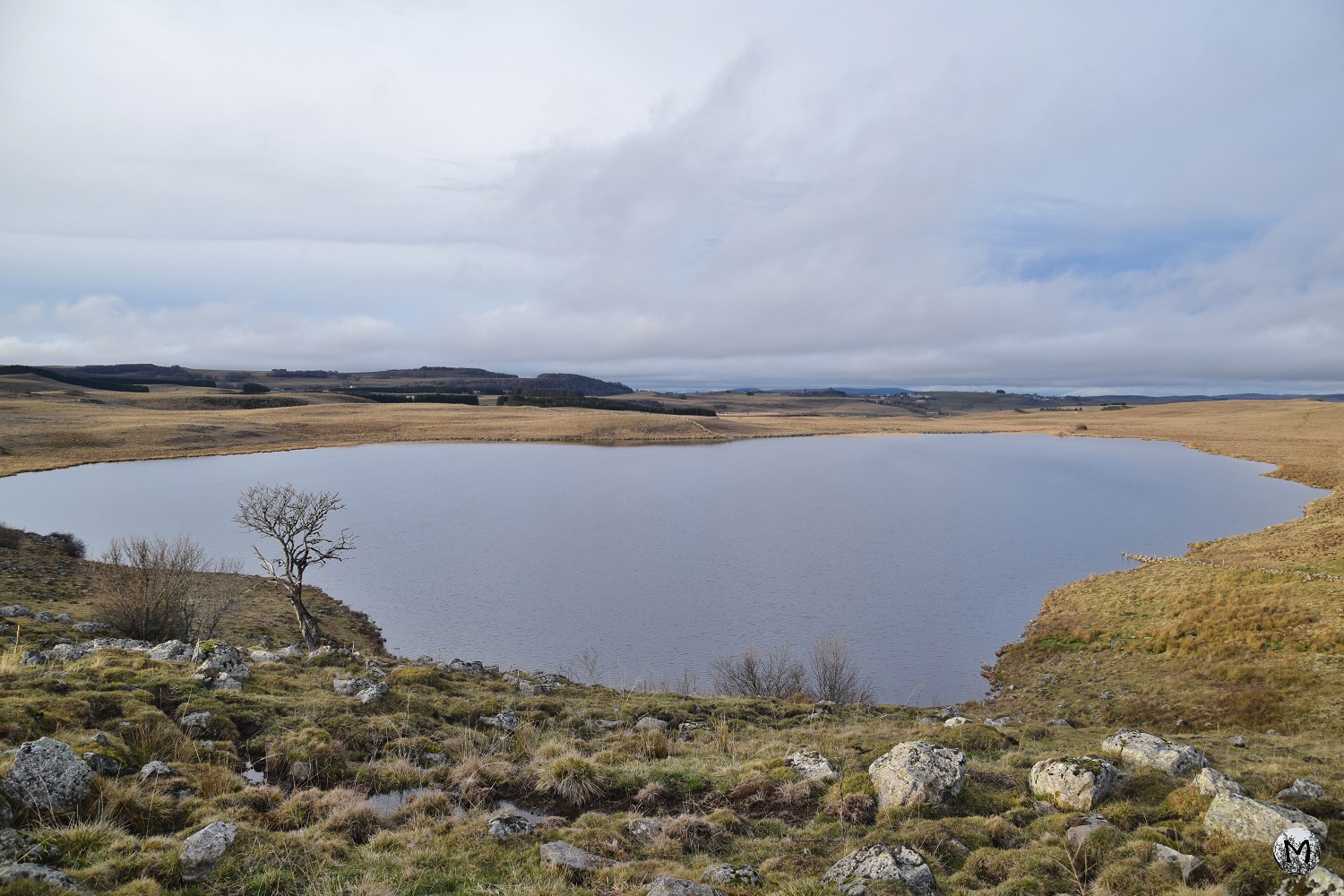Lac de St-Andéol et arbre solitaire en Lozère