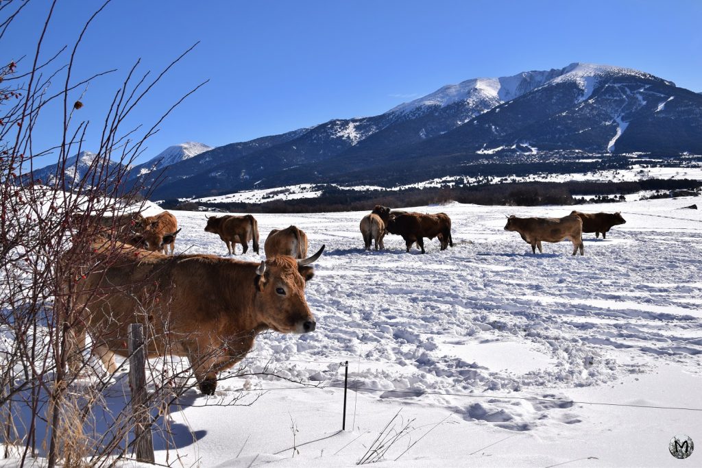 Vaches dans un champ enneigé à Bolquère