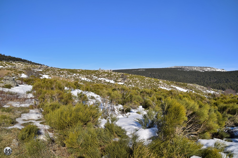 Photo d'herbes et de neige sur le Mont Lozère