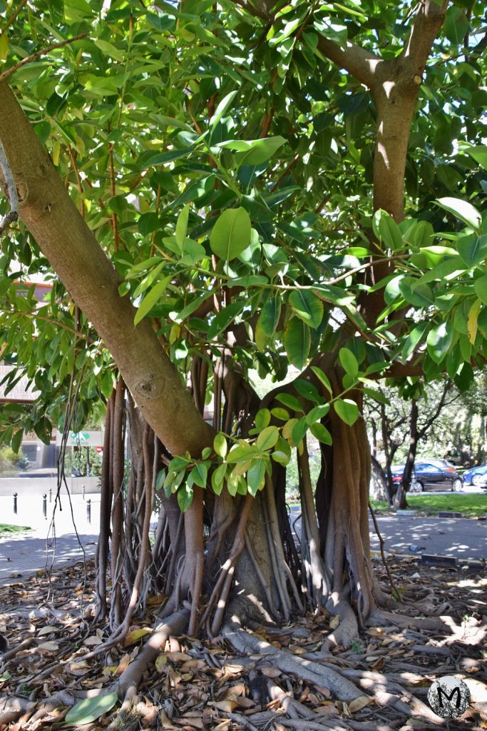 Un arbre avec de grandes racines à Valencia
