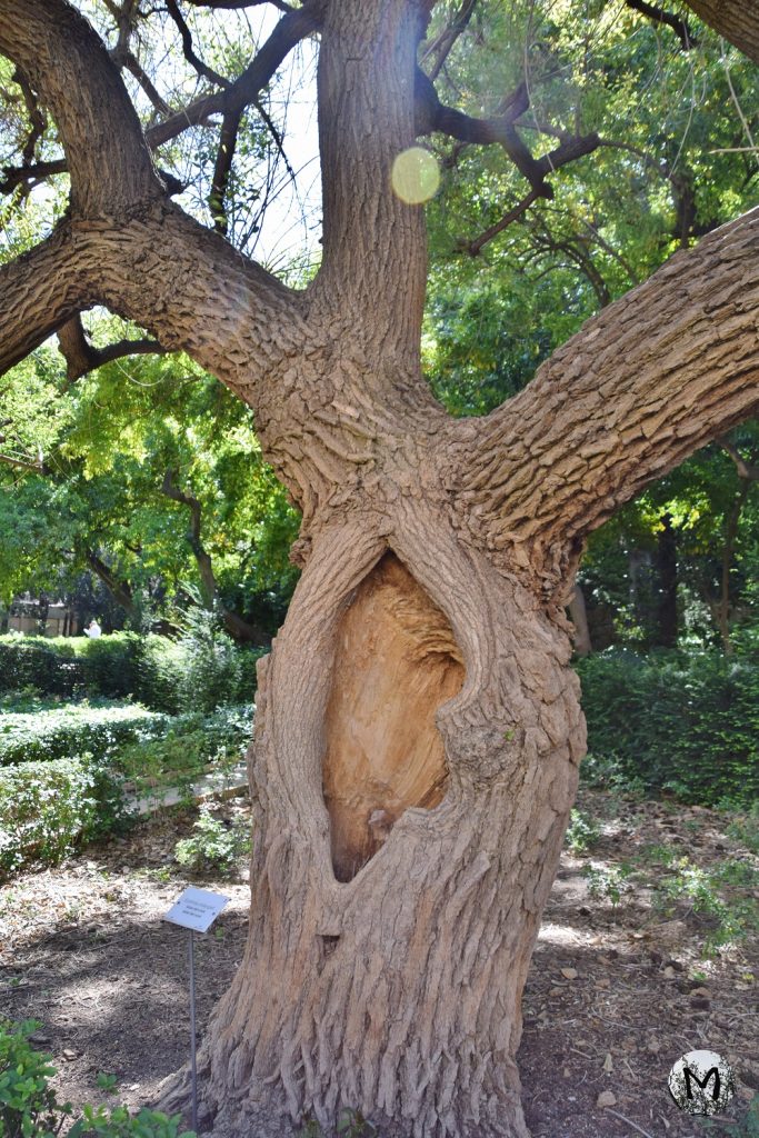 Un arbre avec un trou creu dans le tronc