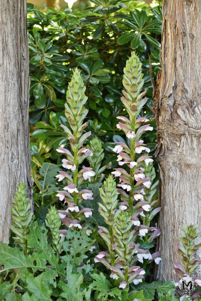 Acanthes dans le Jardin de Monforte