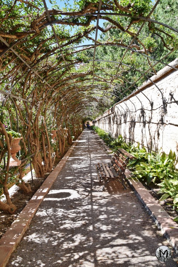 Long tunnel en arches de bougainvilliers morts