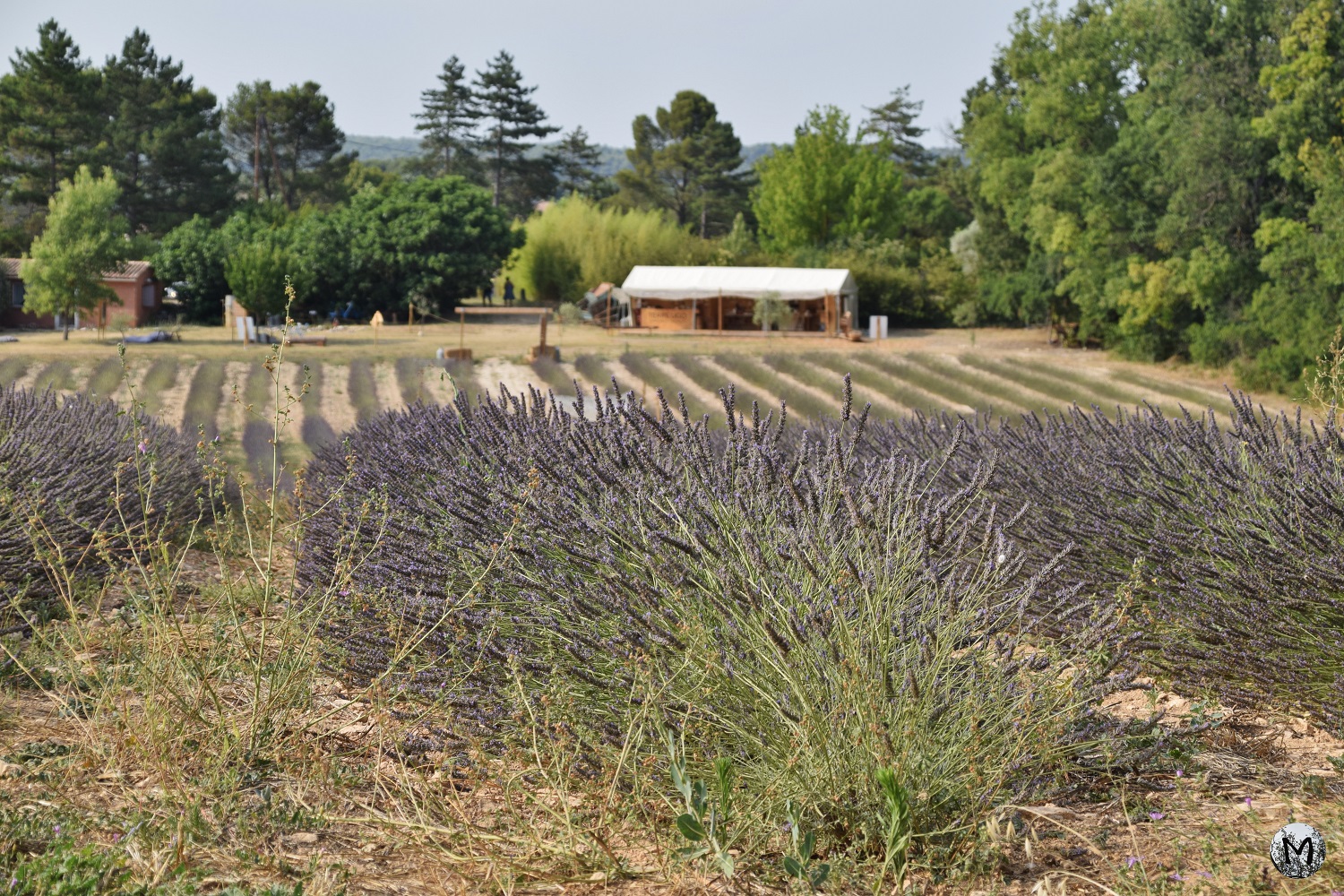 Champ de lavandin au domaine Terre Ugo