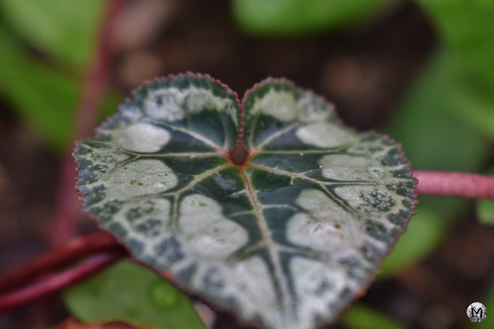 Nervures en forme de coeur sur une feuille