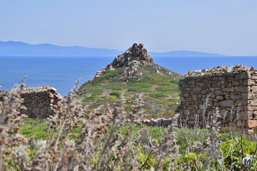Végétation et murs de pierre sur une île corse