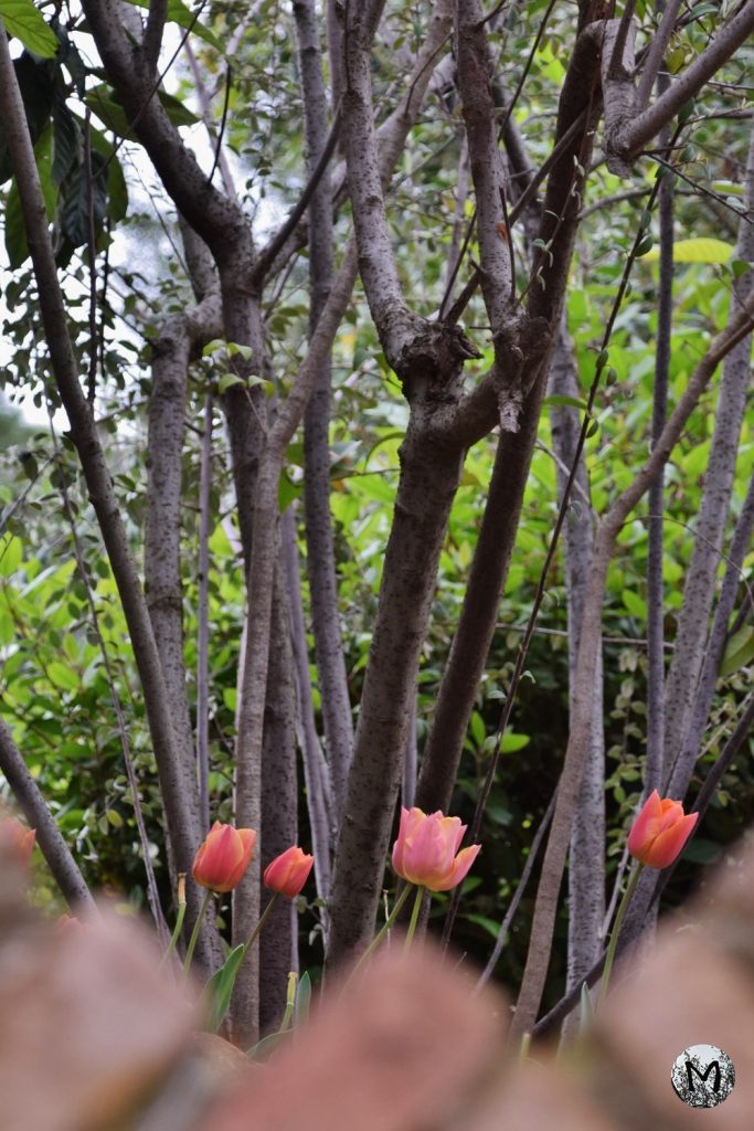 Tulipes dans le Parc Guell à Barcelone