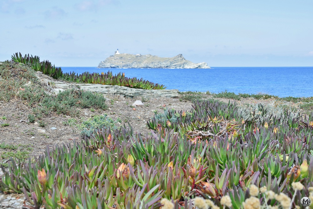 Panorama sur le Cap Corse et griffes de sorcière