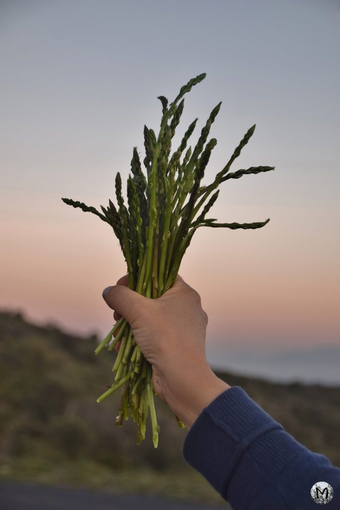 Bouquet d'asperges sauvages dans une main