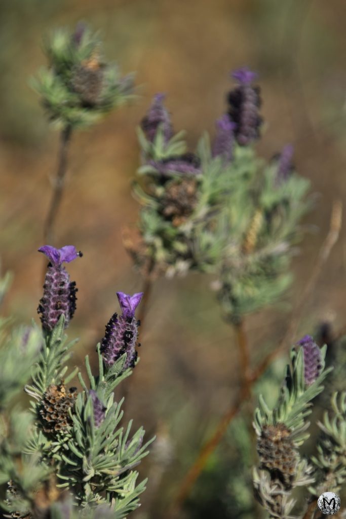 Brins de lavande sauvage à Força Réal