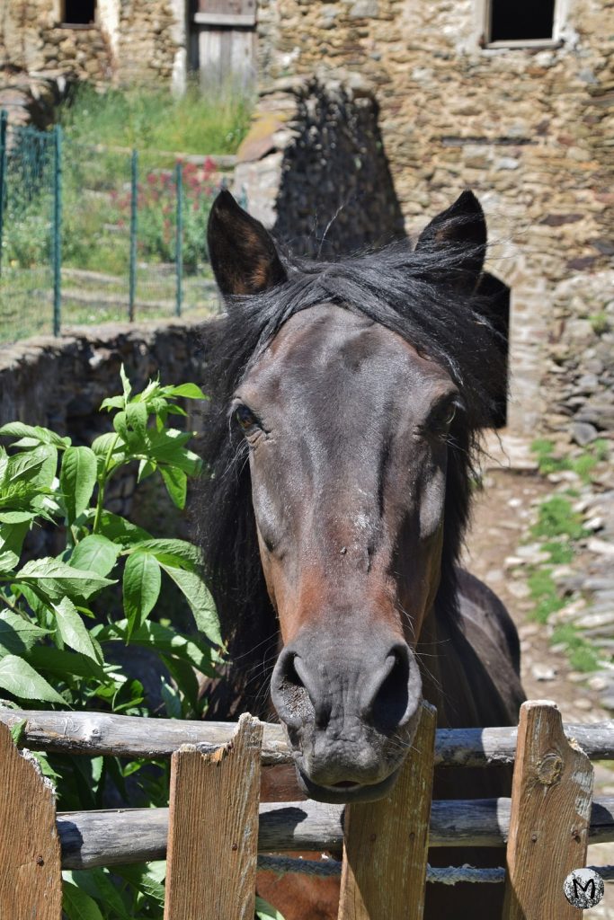 Tête d'un cheval marron à Montalba d'Amélie