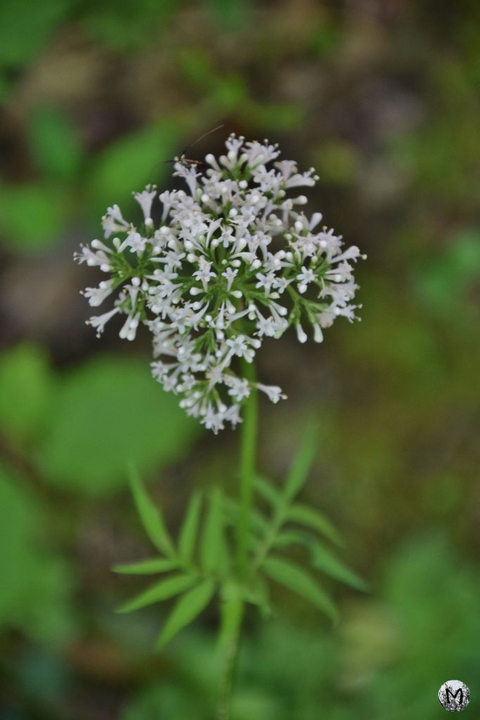 Une plante dans la végétation du Vallespir