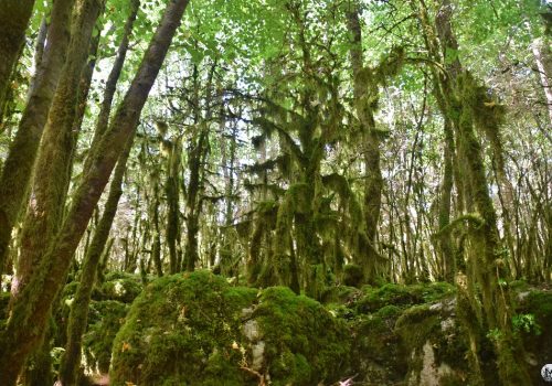 Les éléments mousseux de la forêt de Nébias