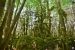 Les éléments mousseux de la forêt de Nébias