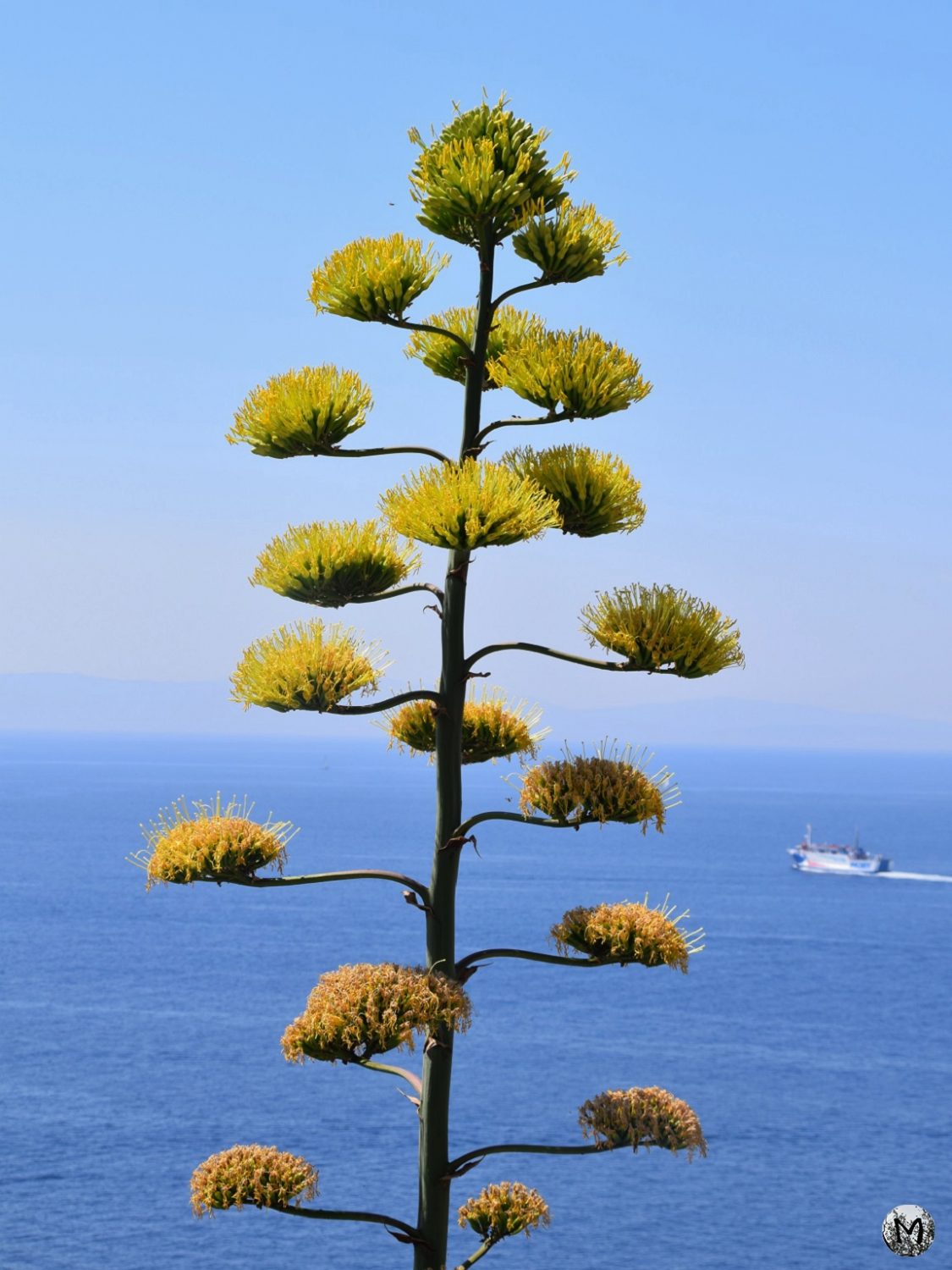 Fleur d'agave face à la mer devant un bateau