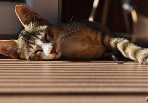 Chaton qui dort sur du parquet en bois