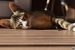 Chaton qui dort sur du parquet en bois