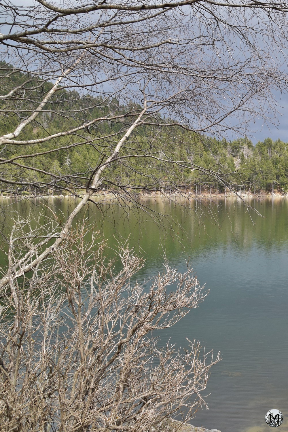 Branches et paysage du Lac de Balcère