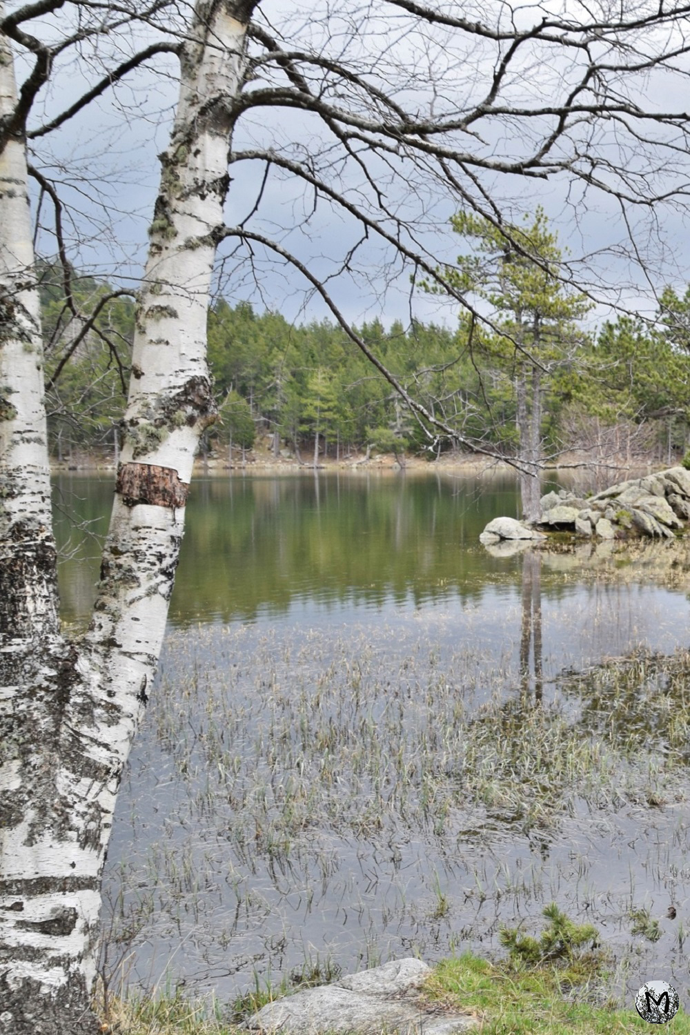 Bouleau aux abords du Lac de Balcère