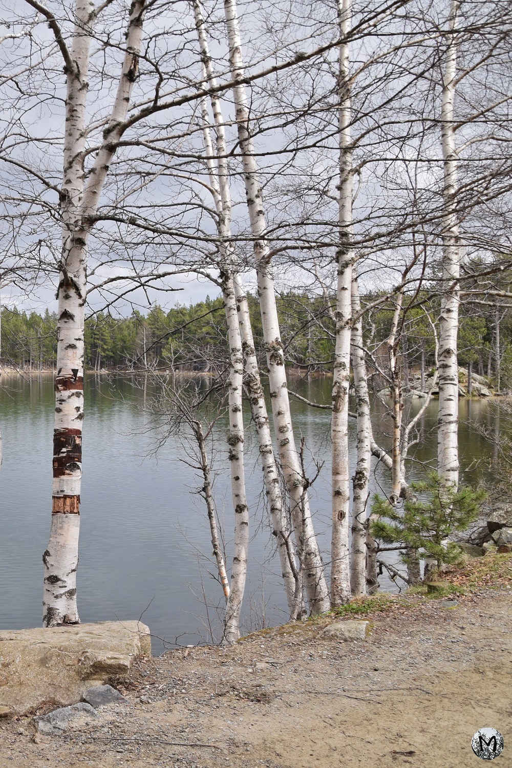 Bouleaux tout autour du Lac de Balcère