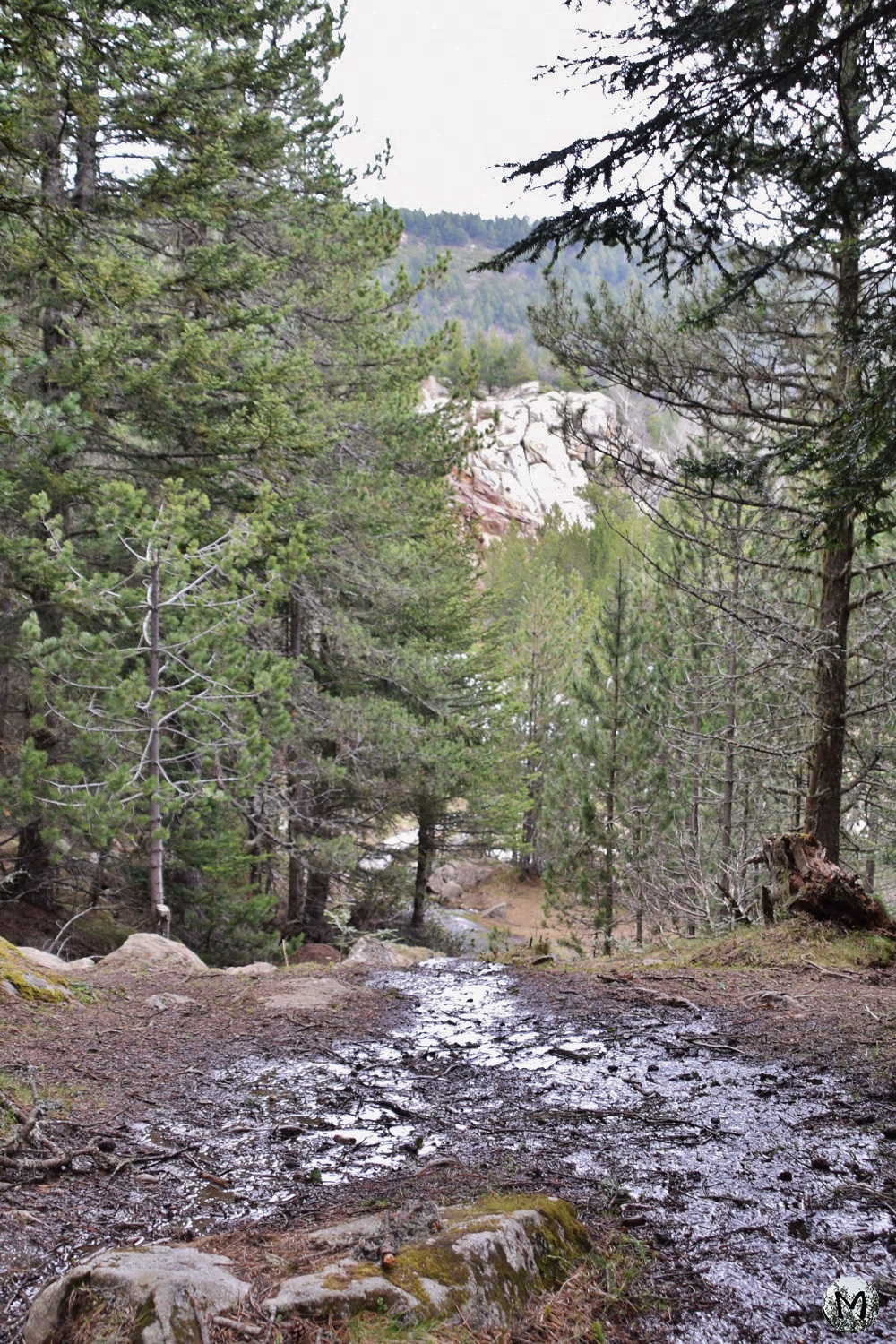 Flaques en forêt issues de la fonte des neiges