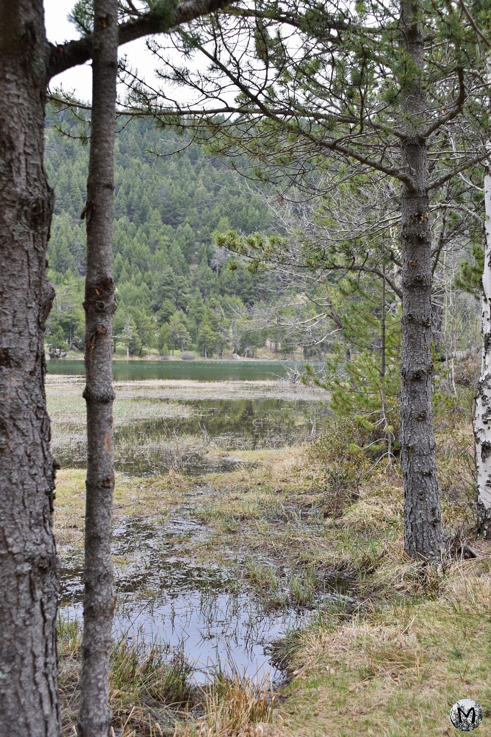 Vue sur le Lac de Balcère à partir de la forêt