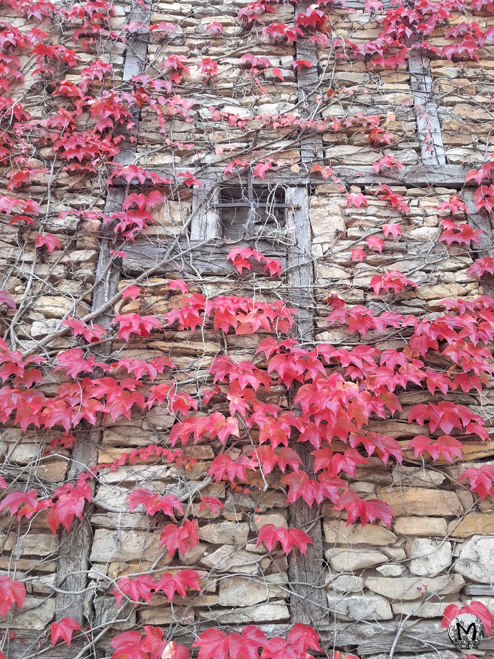 Feuilles rouges sur une façade en pierres
