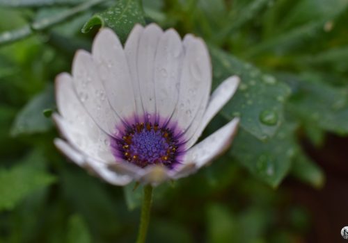Gouttes de pluie sur une fleur blanche