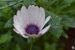 Gouttes de pluie sur une fleur blanche