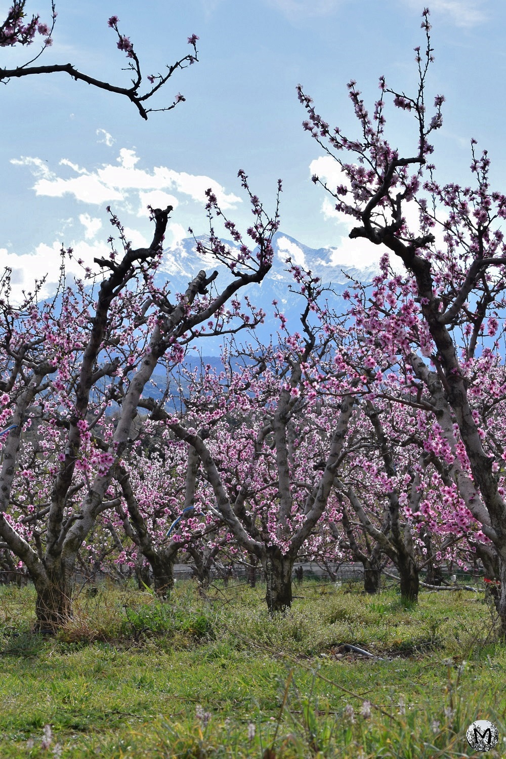 Arbres en fleurs avec vue sur le Canigou