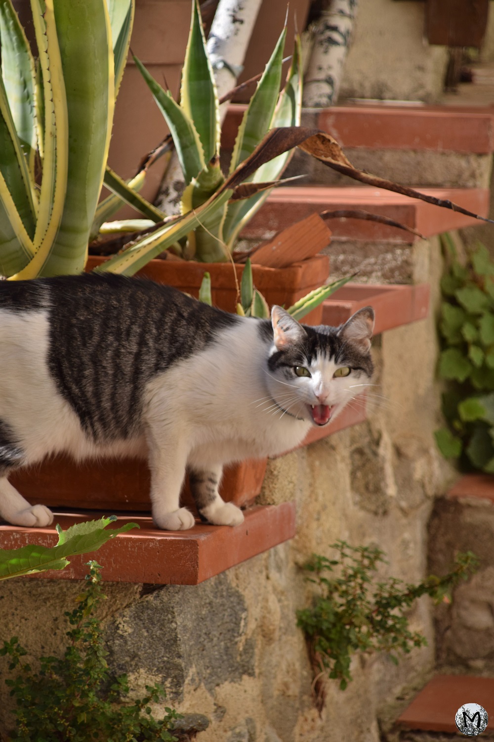Chat qui miaule dans un escalier de Rodès