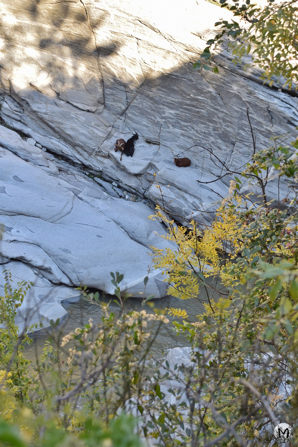 Chèvres dans les Gorges de la Guillera