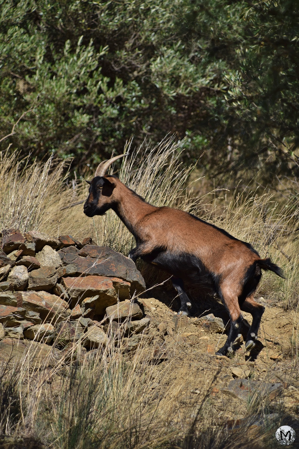 Chèvre marron sur les hauteurs de Rodès