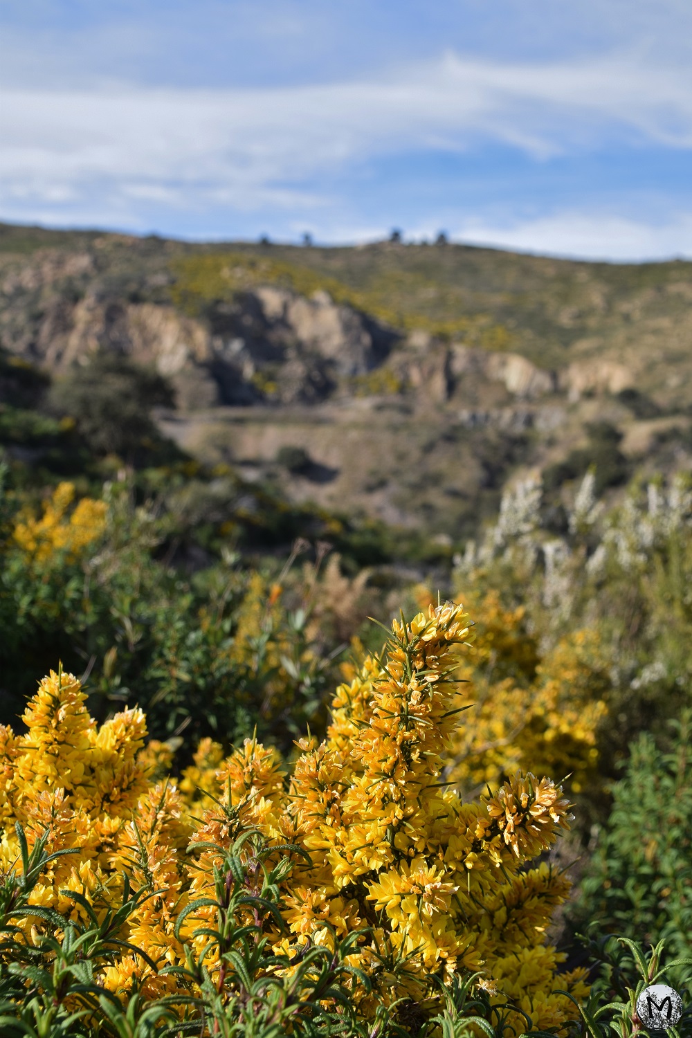Genets en fleurs dans le paysage de Rodès