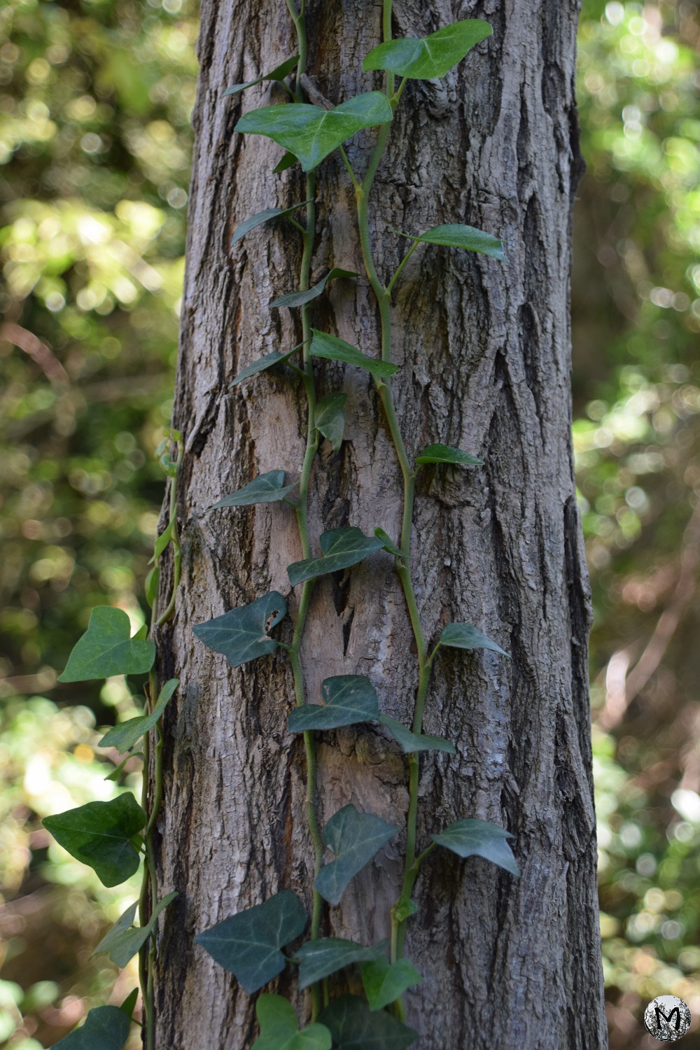 Lierre grimpant sur le tronc d'un arbre