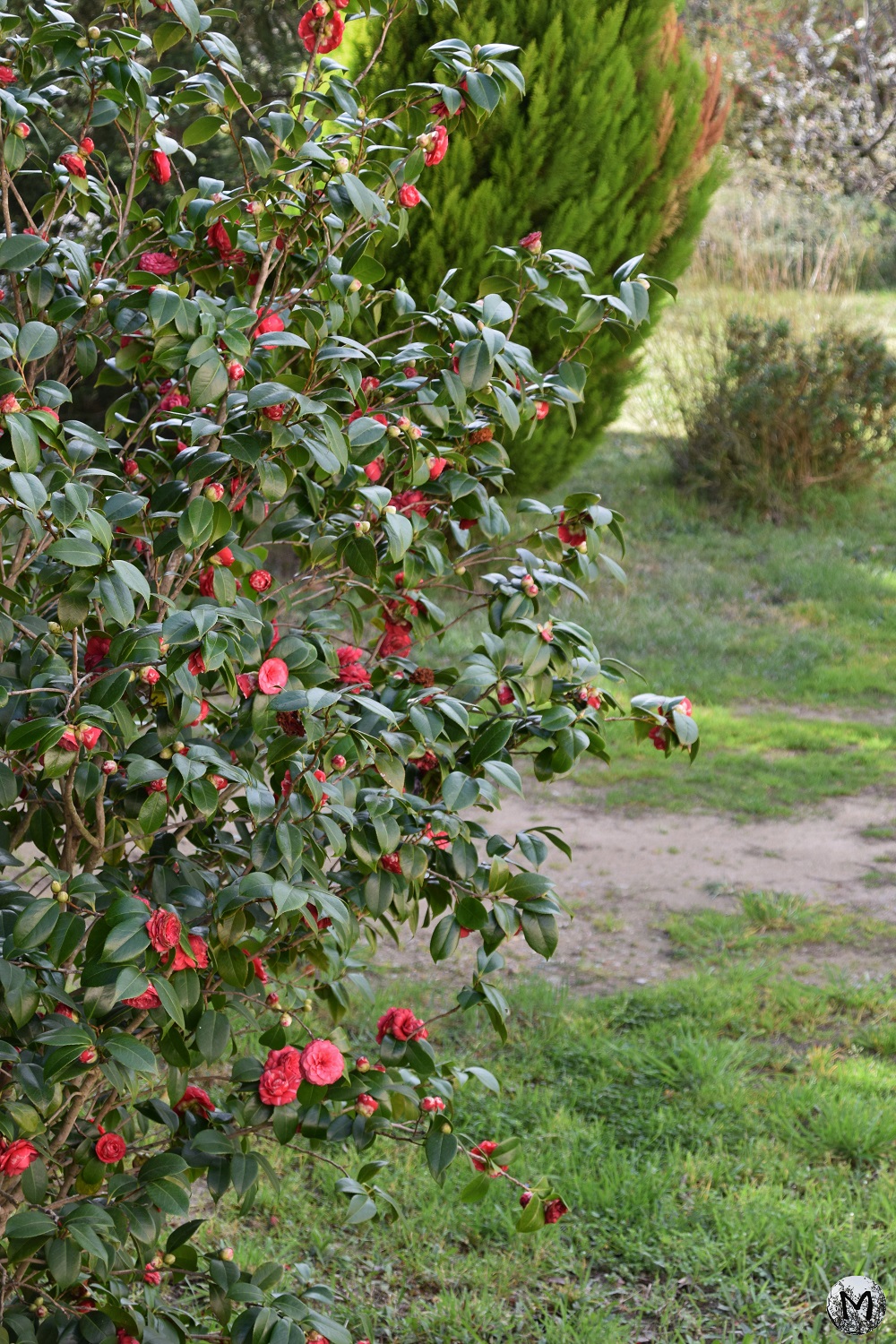 Fleurs dans un jardin du village de Rodès
