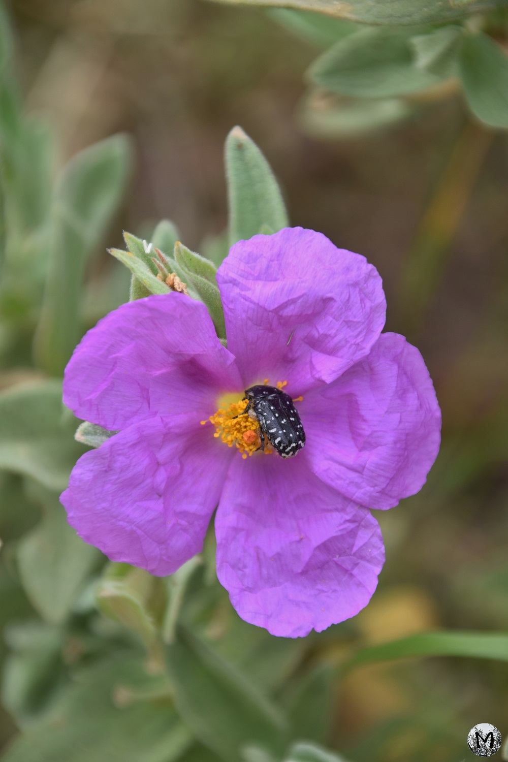 Une fleur de ciste cotonneux avec un insecte