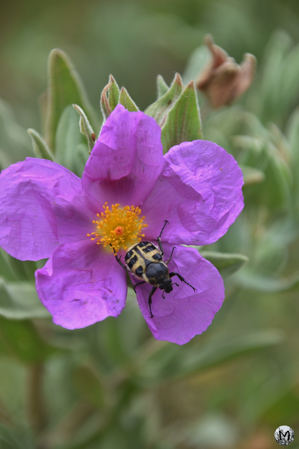 Un insecte sur une fleur de ciste cotonneux