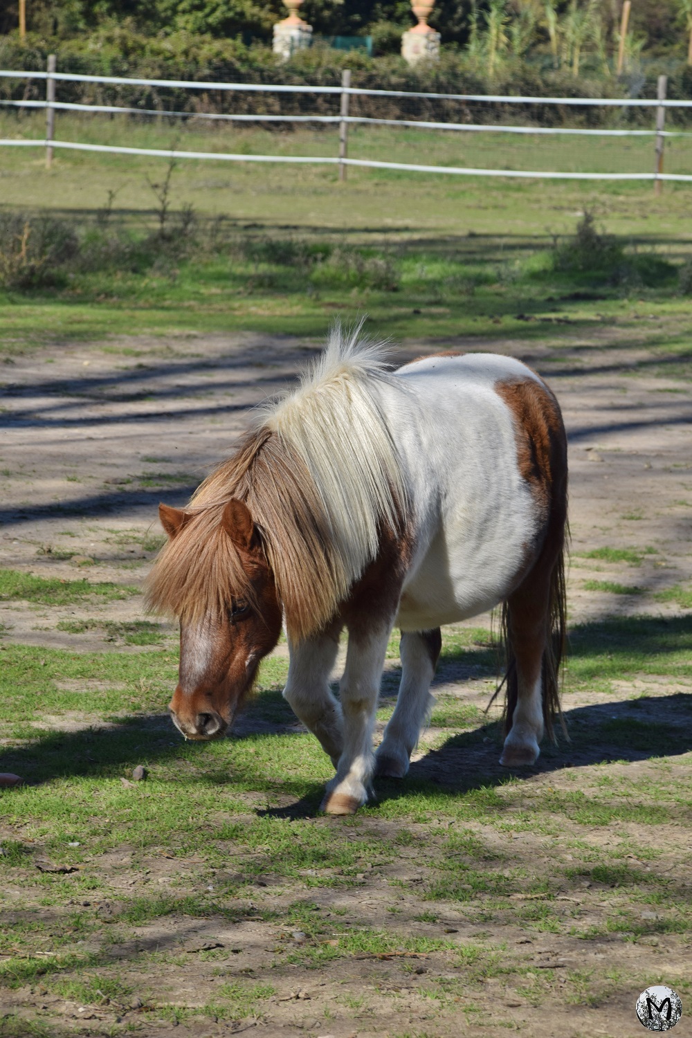 Poney à la ferme de découverte St-André