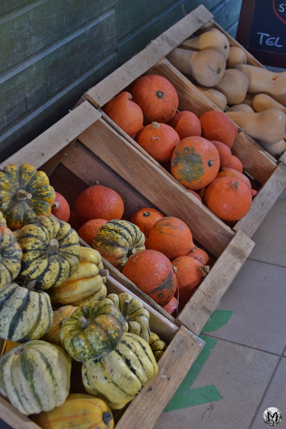 Récolte de potirons et de courges à la ferme