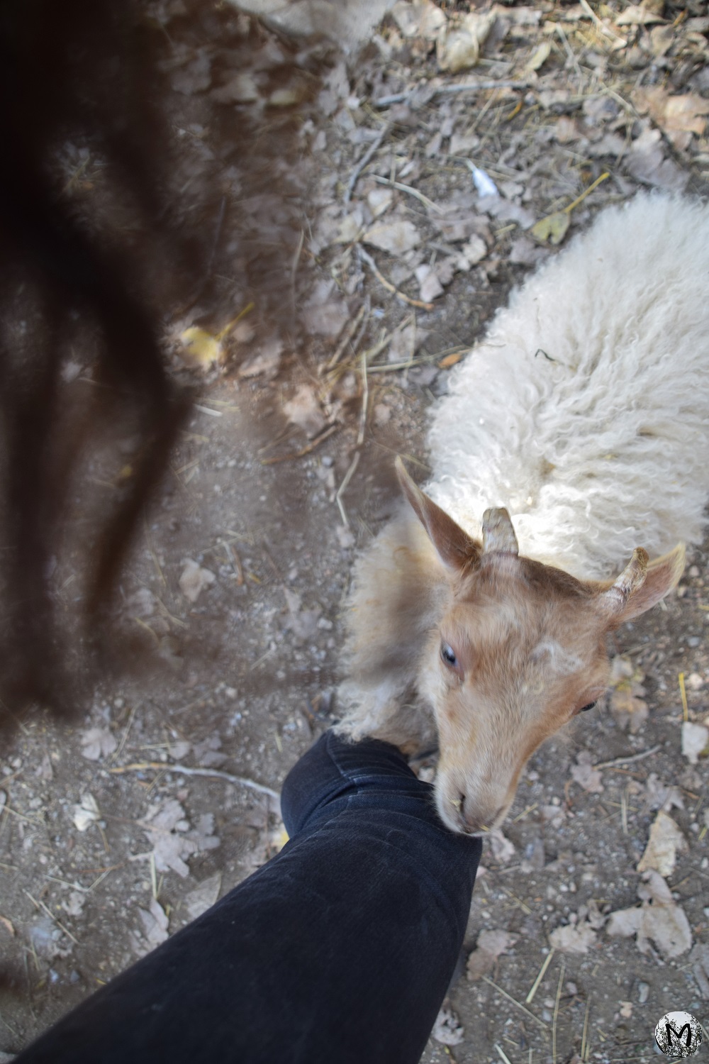 Petite chèvre qui veut grimper sur une jambe