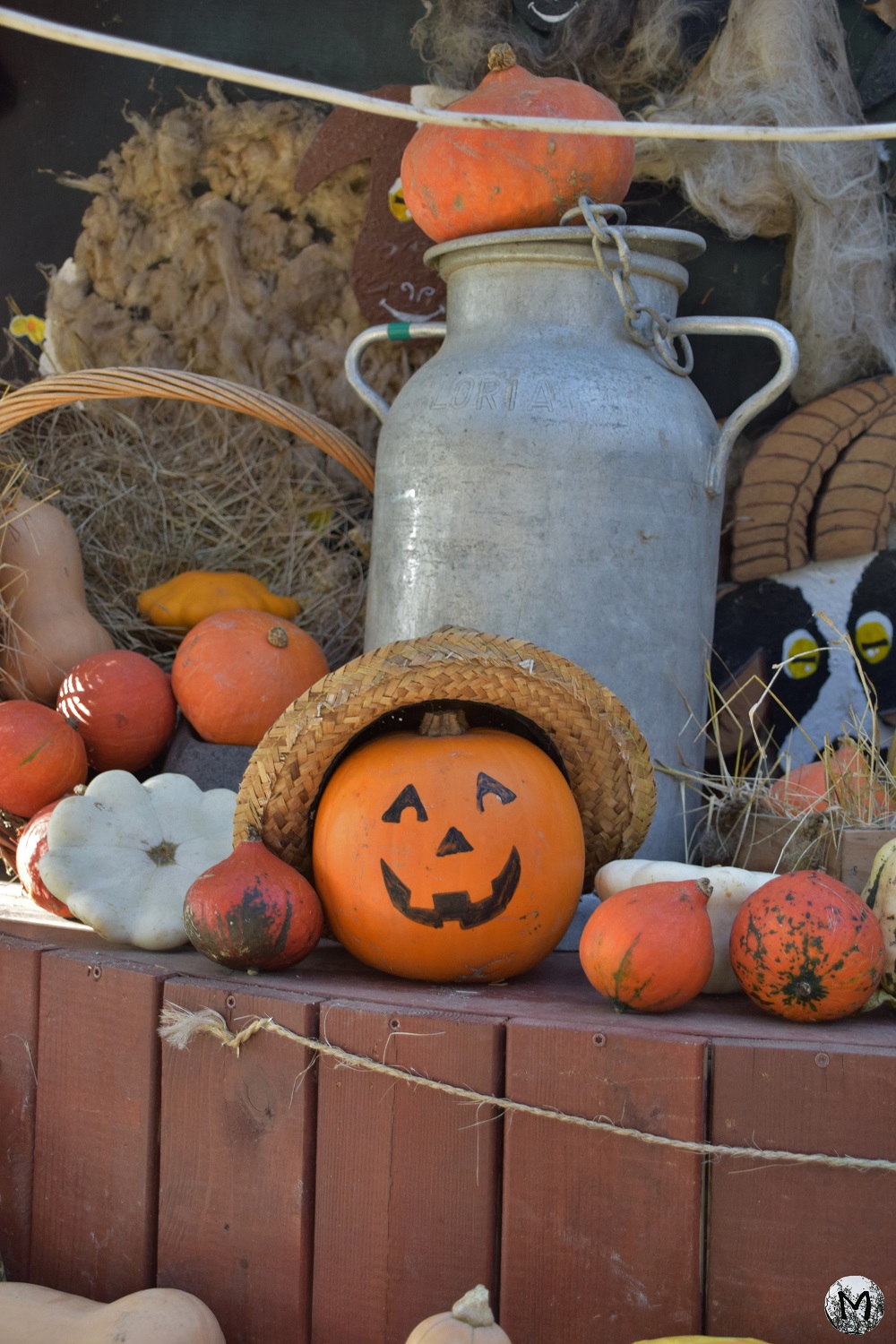 Citrouilles et potirons pour Halloween