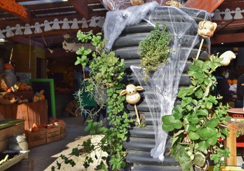 Fêter Halloween à la ferme Saint-André