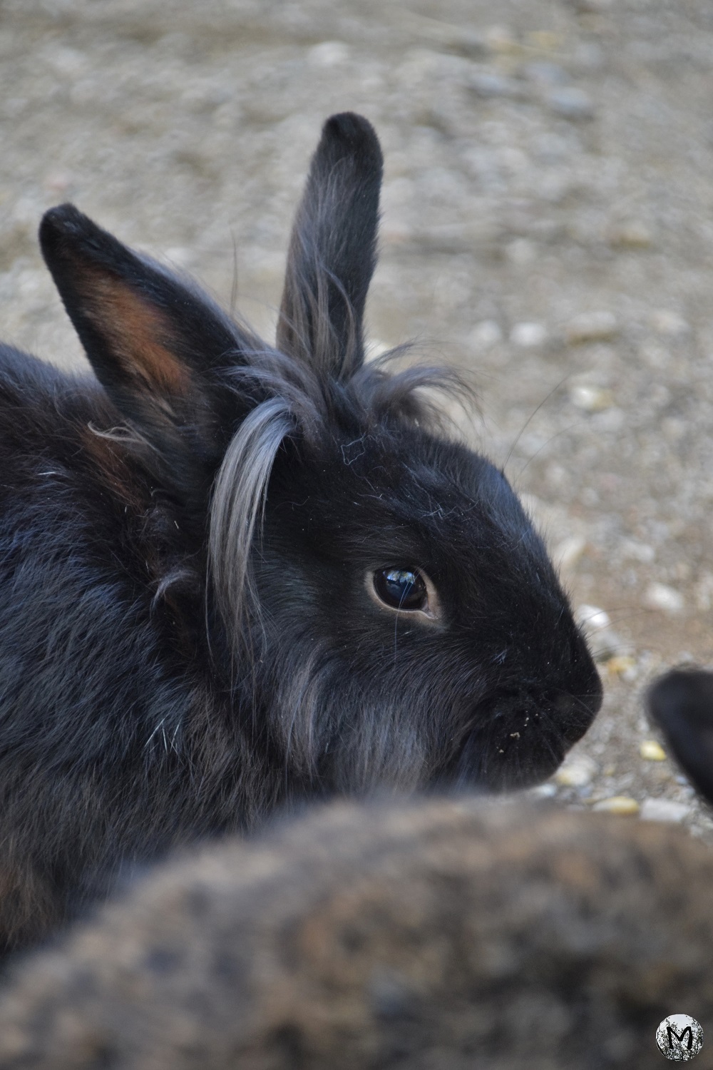 Lapin noir à la ferme découverte St-André